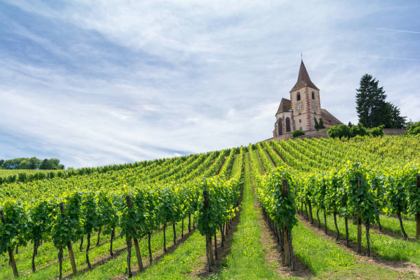 Terroir d'Alsace